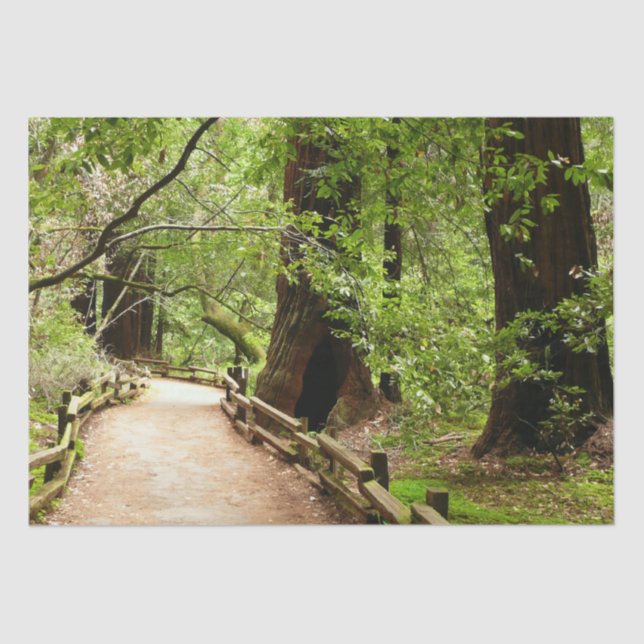 Muir Woods Path II Nature Photography Tissue Paper (Front)
