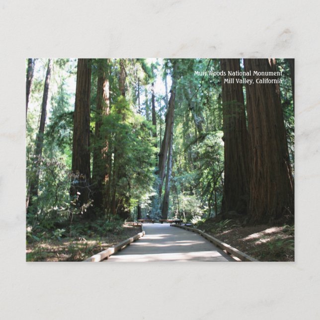 Muir Woods Post Card (Front)