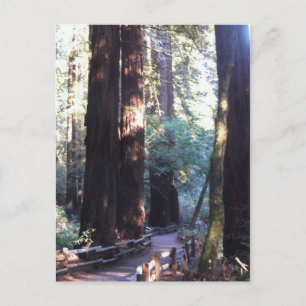 Muir Woods Postcard