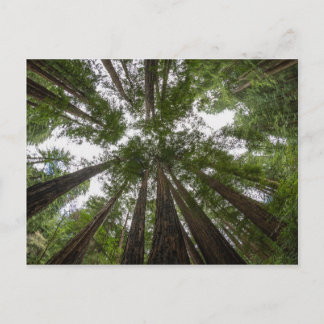 Muir Woods sky view Postcard