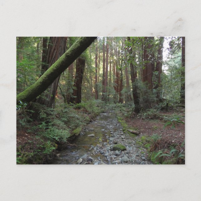 Muir Woods Stream Forest Landscape Postcard (Front)
