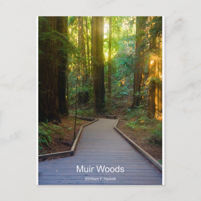 Muir Woods Walkway California Products Postcard (Front)