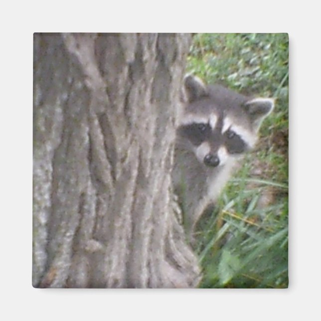 Mulberry the Racoon Magnet (Front)