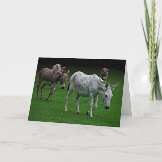 Mule and donkey greeting card (Front)
