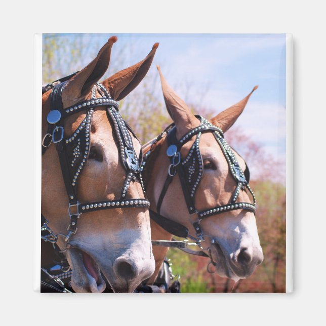 mule days magnet (Front)