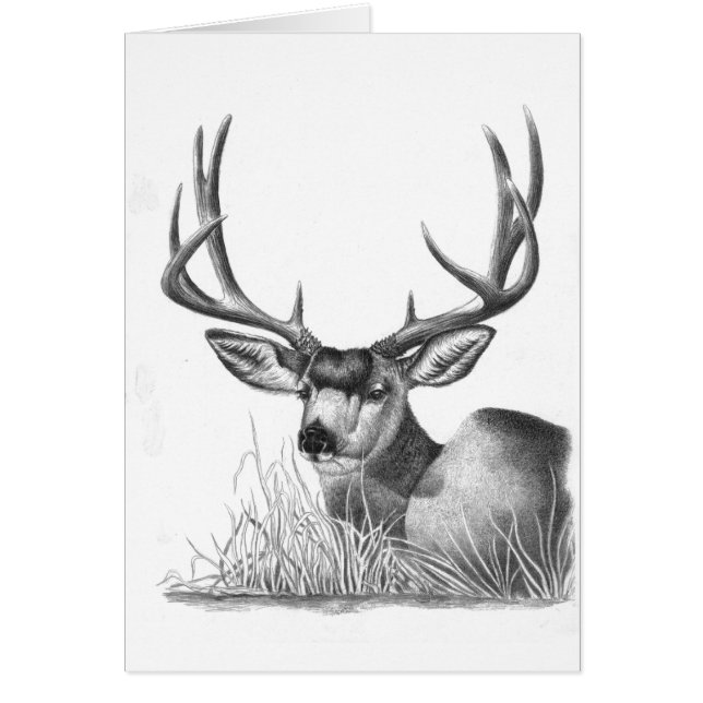 mule deer 88 (Front)