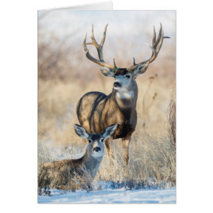 Mule Deer Buck and Doe