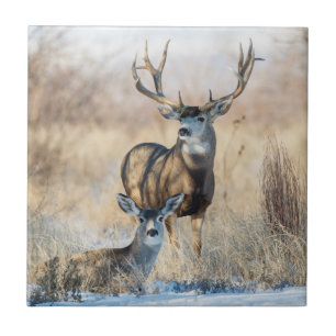 Mule Deer Buck and Doe Ceramic Tile
