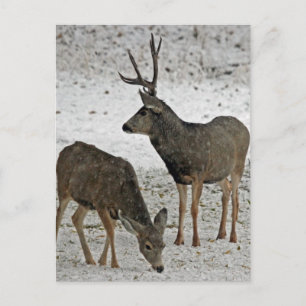 Mule deer buck and doe postcard