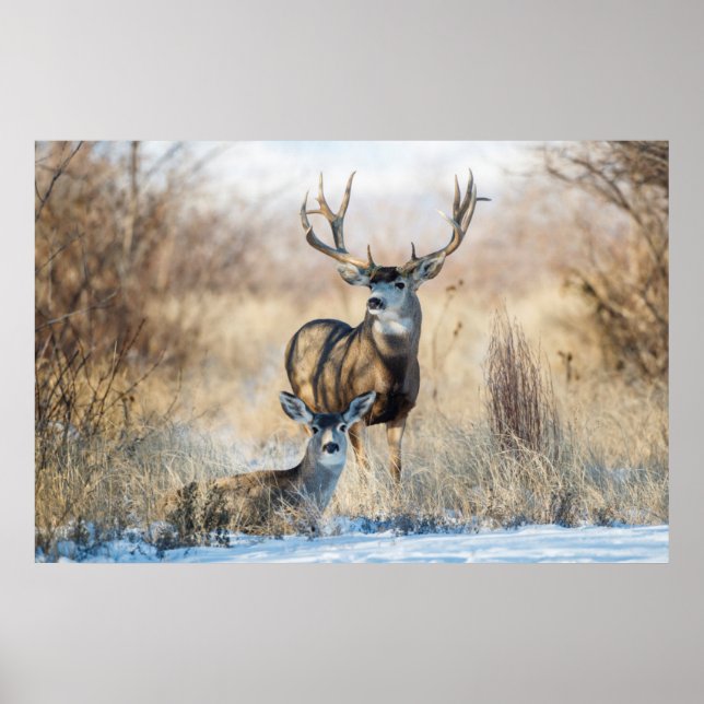 Mule Deer Buck and Doe Poster (Front)