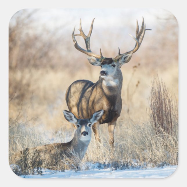 Mule Deer Buck and Doe Square Sticker (Front)