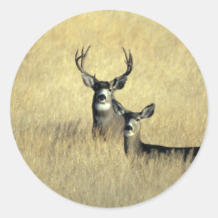 Mule Deer Buck - Doe Classic Round Sticker