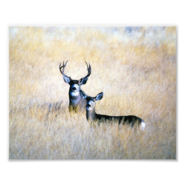 Mule Deer Buck & Doe Digital Fine Art Print (Front)