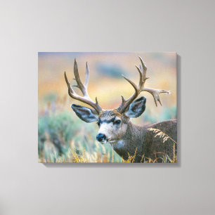 Mule Deer Buck Grand Teton National Park Wyoming Canvas Print