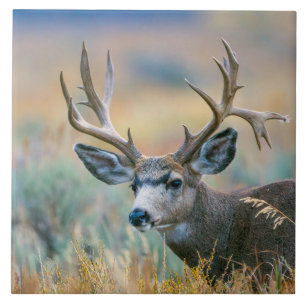 Mule Deer Buck Grand Teton National Park Wyoming Ceramic Tile