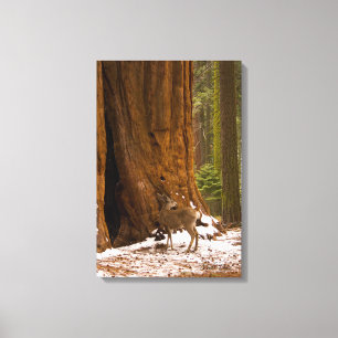 Mule Deer Canvas Print