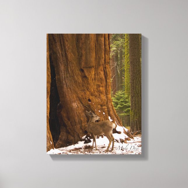 Mule Deer Canvas Print (Front)