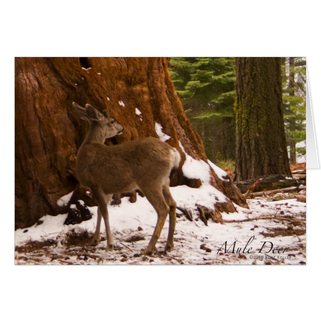 Mule Deer Card (Front Horizontal)