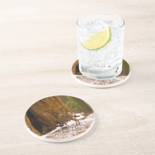 Mule Deer Coaster