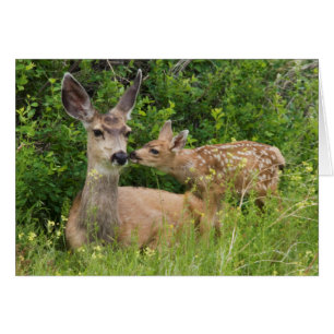 Mule Deer Doe with Fawn