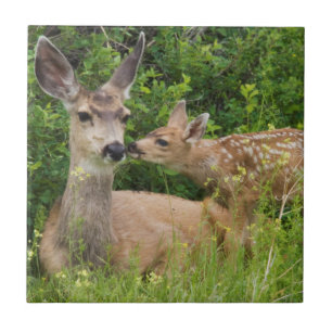 Mule Deer Doe with Fawn Ceramic Tile