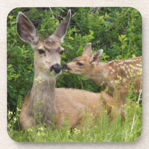 Mule Deer Doe with Fawn Coaster