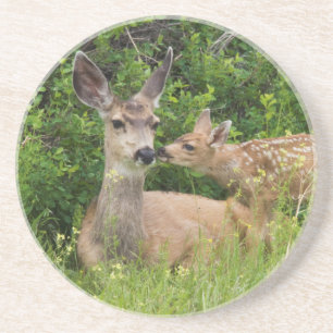 Mule Deer Doe with Fawn Coaster