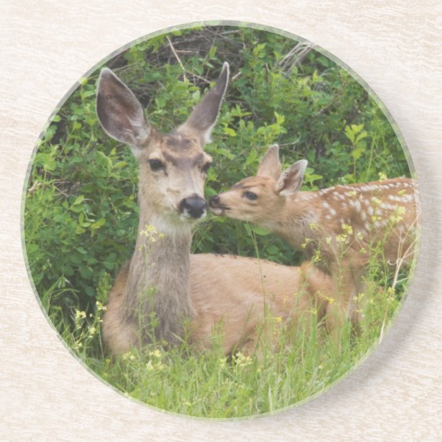 Mule Deer Doe with Fawn Coaster (Front)