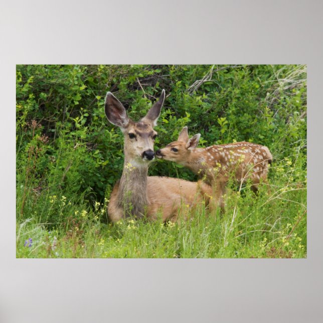 Mule Deer Doe with Fawn Poster (Front)