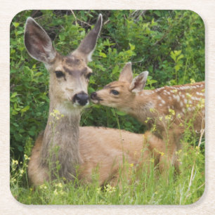 Mule Deer Doe with Fawn Square Paper Coaster