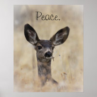 Mule Deer Fawn