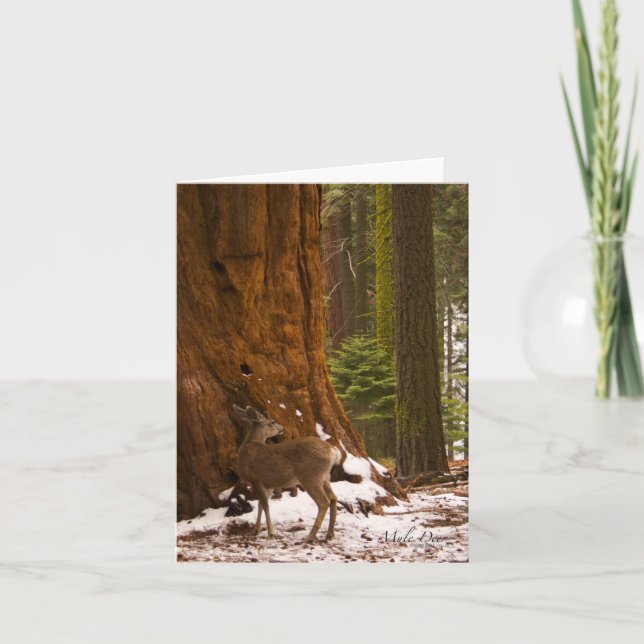 Mule Deer Greeting Card (Front)