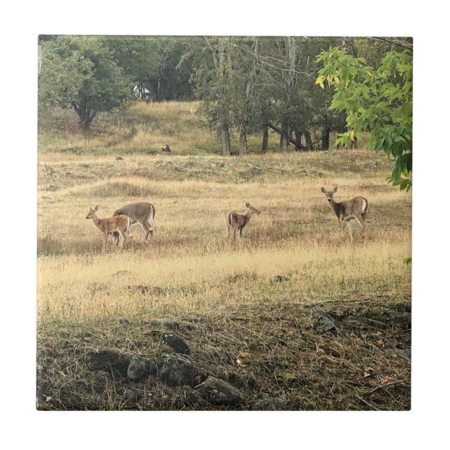 Mule Deer in a Field, Joseph, Oregon Ceramic Tile (Front)
