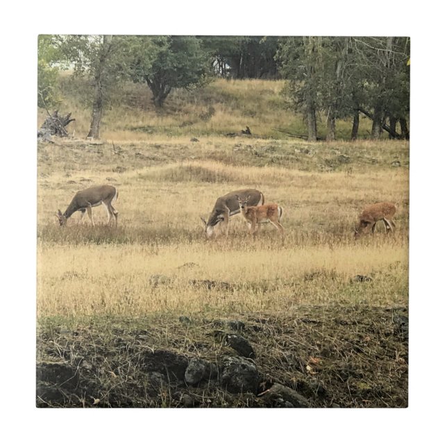 Mule Deer in a Field, Joseph, Oregon Ceramic Tile (Front)