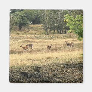 Mule Deer in a Field, Joseph, Oregon Magnet
