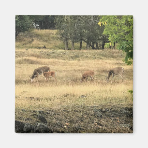 Mule Deer in a Field, Joseph, Oregon Magnet