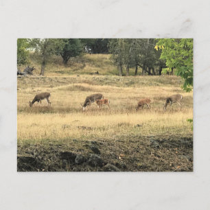 Mule Deer in a Field, Joseph, Oregon Postcard