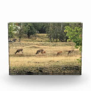 Mule Deer in a Field Photo Block