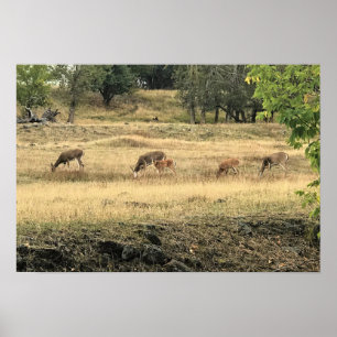 Mule Deer in a Field Poster