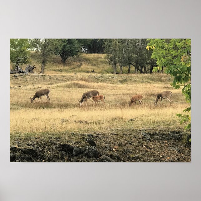 Mule Deer in a Field Poster (Front)