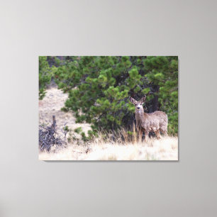 Mule Deer in the Colorado Wilderness Canvas Print