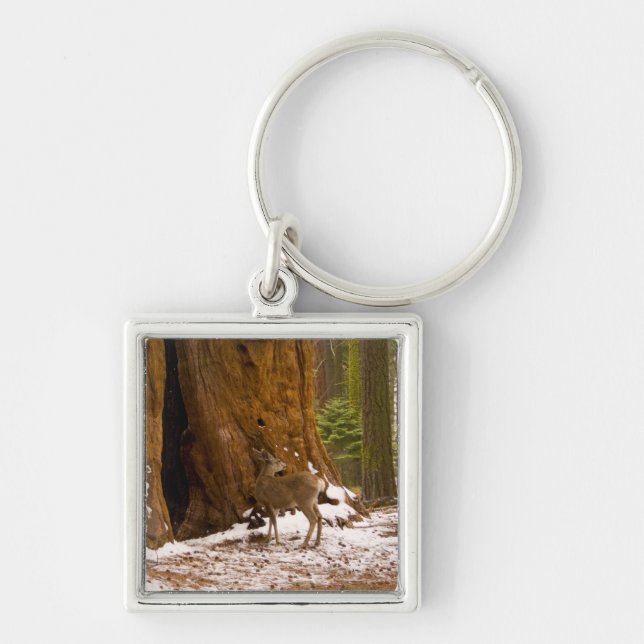 Mule Deer Key Ring (Front)