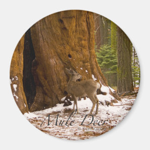 Mule Deer Magnet
