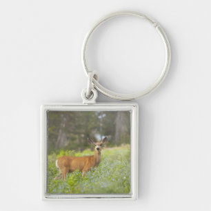 Mule Deer (Odocoileus hemionus) in meadow Key Ring
