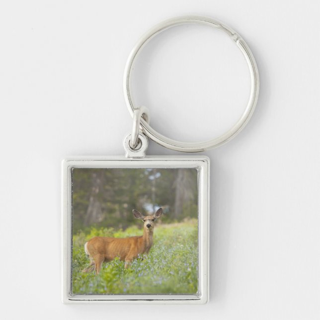 Mule Deer (Odocoileus hemionus) in meadow Key Ring (Front)