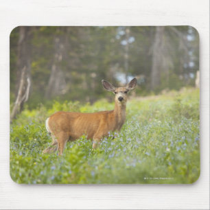 Mule Deer (Odocoileus hemionus) in meadow Mouse Pad