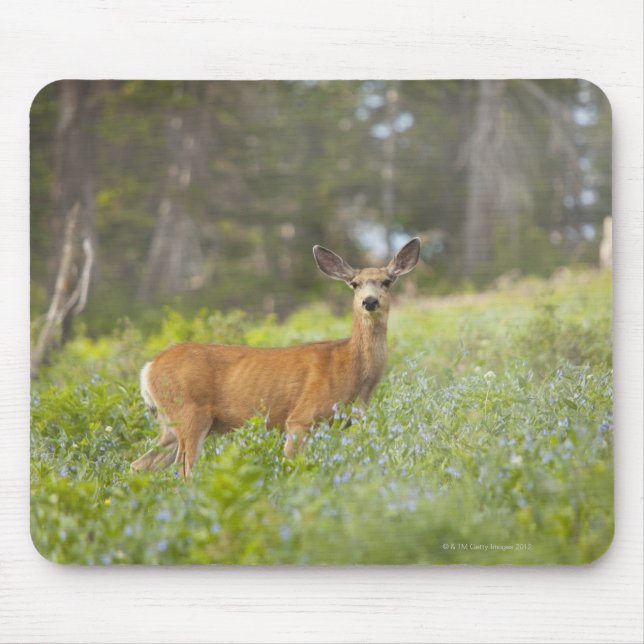 Mule Deer (Odocoileus hemionus) in meadow Mouse Pad (Front)