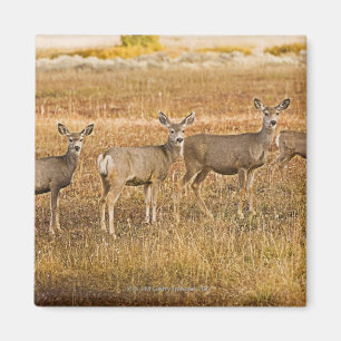 Mule deer (Odocoileus hemionus) One on left with Magnet