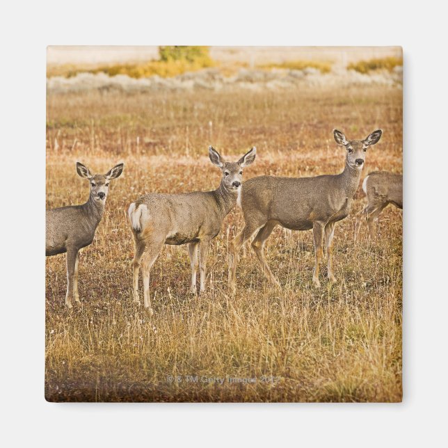 Mule deer (Odocoileus hemionus) One on left with Magnet (Front)