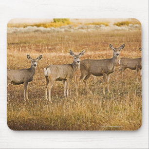 Mule deer (Odocoileus hemionus) One on left with Mouse Pad